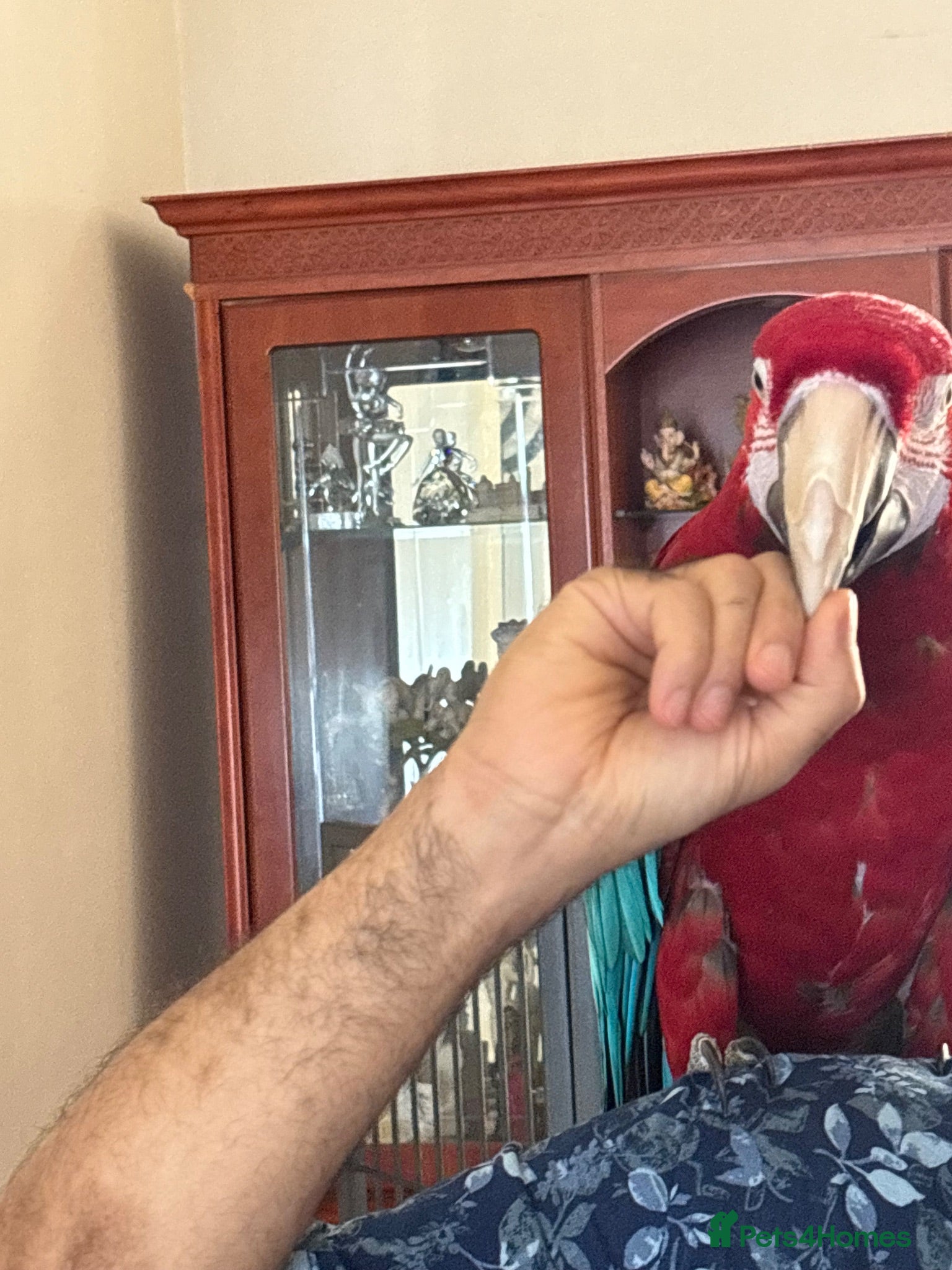 Macaws birds Green-wing Macaw – Healthy, Semi-Tame - Advert 2