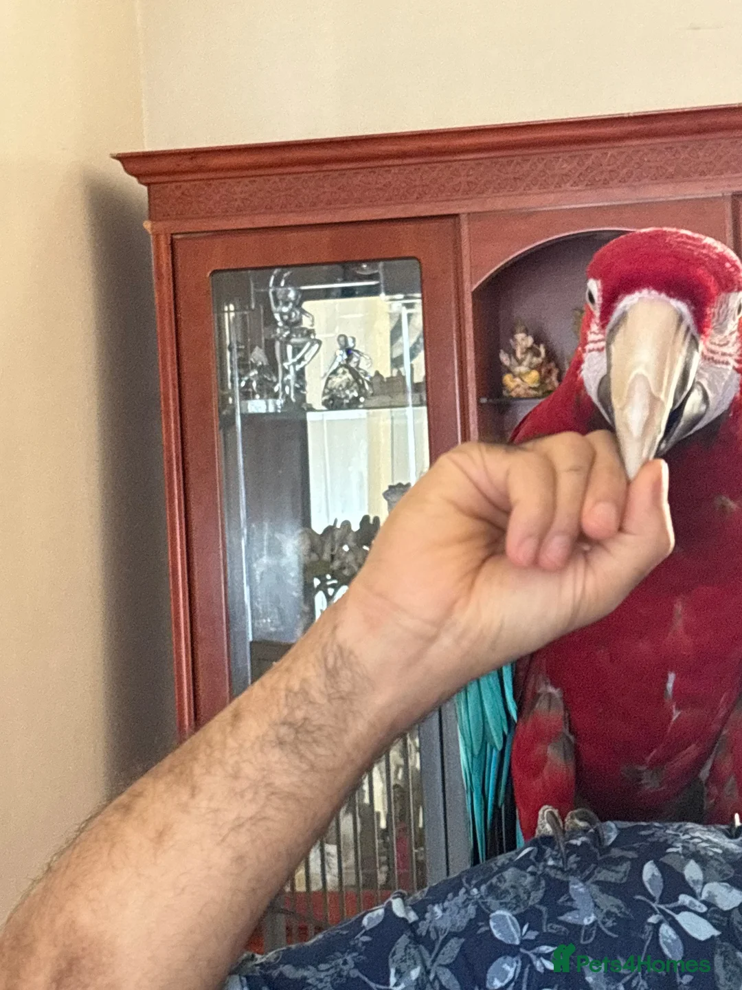 Macaws birds for sale: Green-wing Macaw – Healthy, Semi-Tame - Advert 2