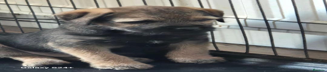 Border Terrier Puppy 1