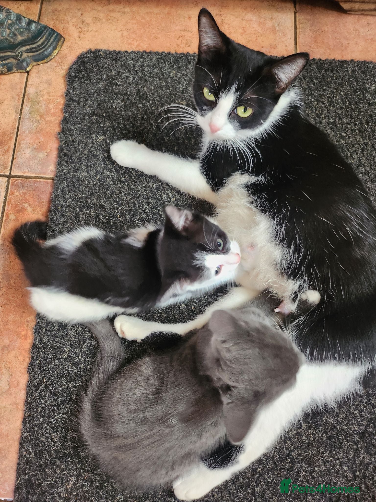 Mixed Breed cats 3 Beautiful Kittens for sale - Advert 14