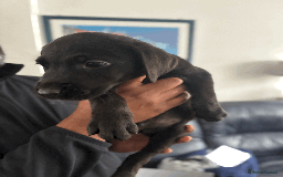 Labrador Retriever dogs for sale: Beautiful Labrador Puppies (4 boys 4 girls) in Wishaw - Image 9