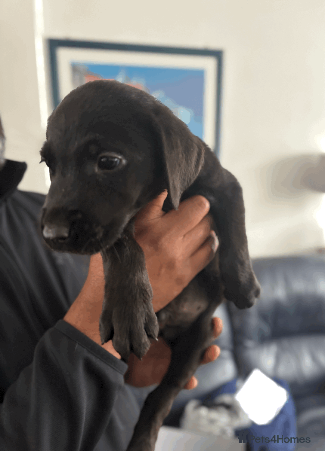 Labrador Retriever dogs for sale: Beautiful Labrador Puppies (4 boys 4 girls) in Wishaw - Image 9