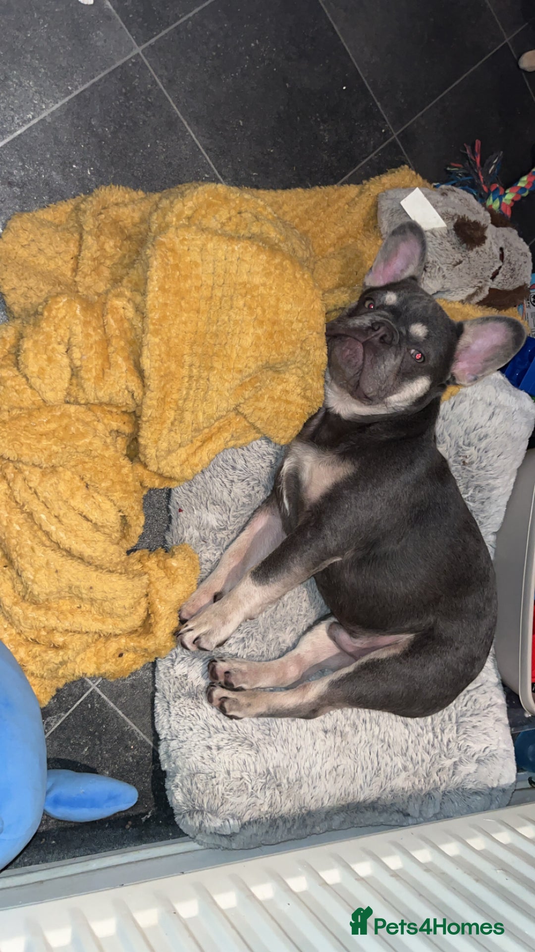 French Bulldog dogs for sale: Beautiful tan and lilac French bull dog  - Image 2