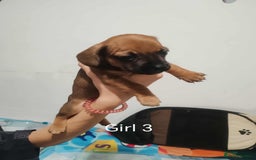 Mixed Breed dogs for sale: Puppy’s for sale  - Image 6
