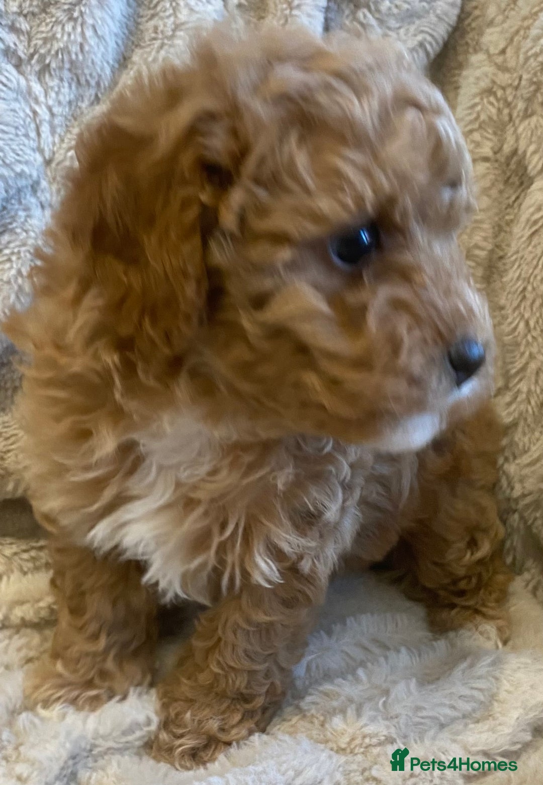 Cavapoo dogs for sale: Gorgeous Teddybear Cavapoo Puppies health checked  - Advert 31