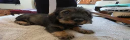 Dachshund dogs for sale: Miniature Wire Haired Dachshund puppies-one left - Advert 13