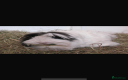 Guinea Pig rodents for sale: 4 Guinea pigs  - Image 2