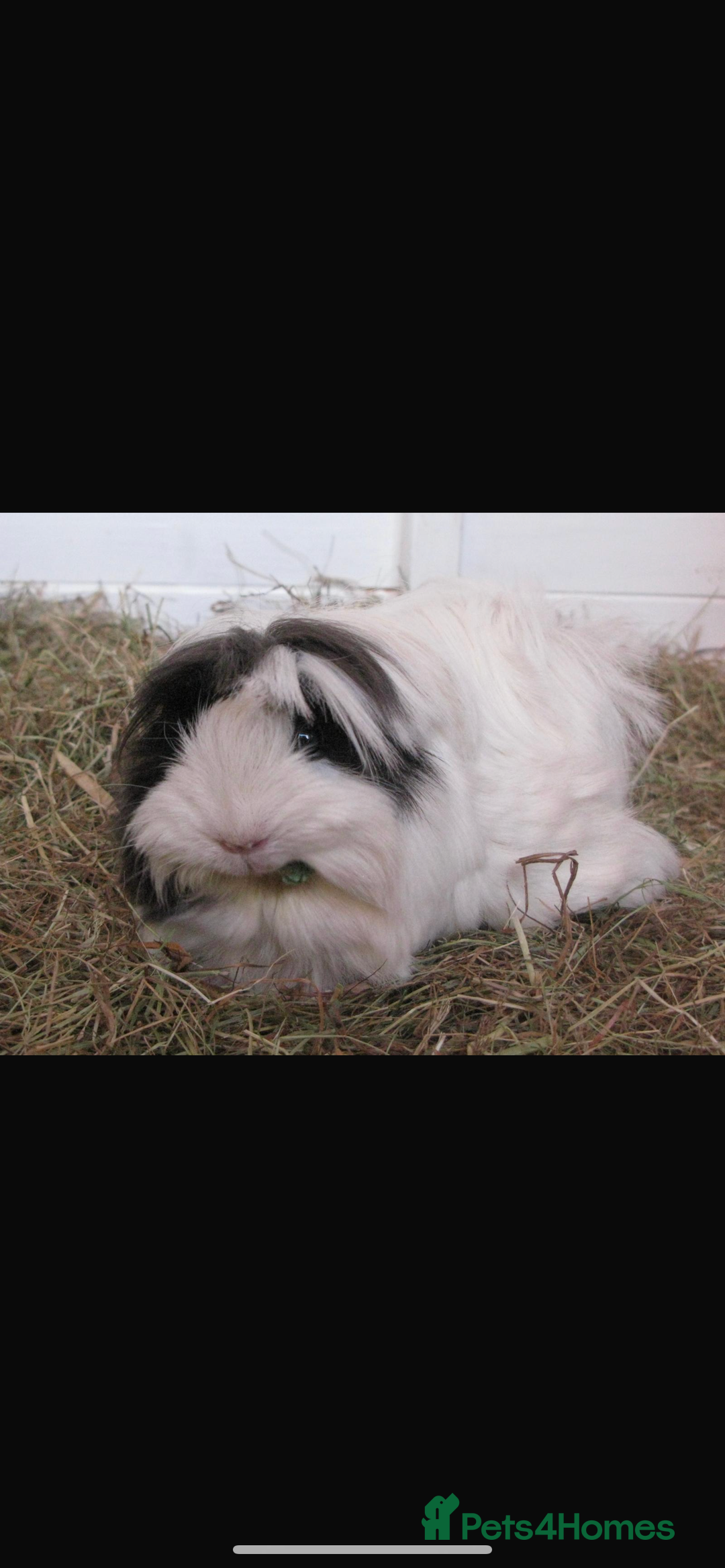 Guinea Pig rodents for sale: 4 Guinea pigs  - Image 2