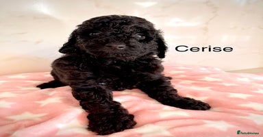 Cockapoo dogs - Advert 1