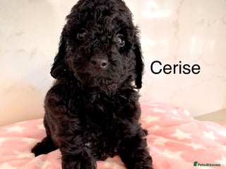 Cockapoo dogs - Advert 1