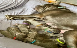 Cane Corso dogs for sale:  Pure breed Cane Corso  Puppies Looking for Homes  - Image 3