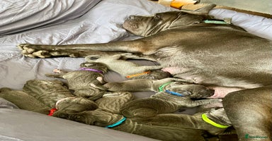 Cane Corso dogs - Advert 3