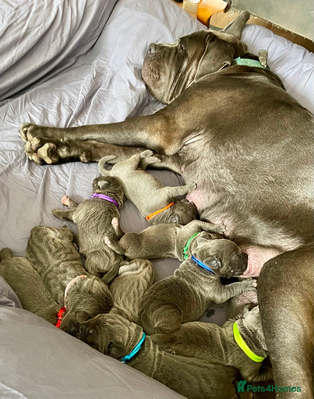 Cane Corso dogs for sale:  Pure breed Cane Corso  Puppies Looking for Homes  - Image 3