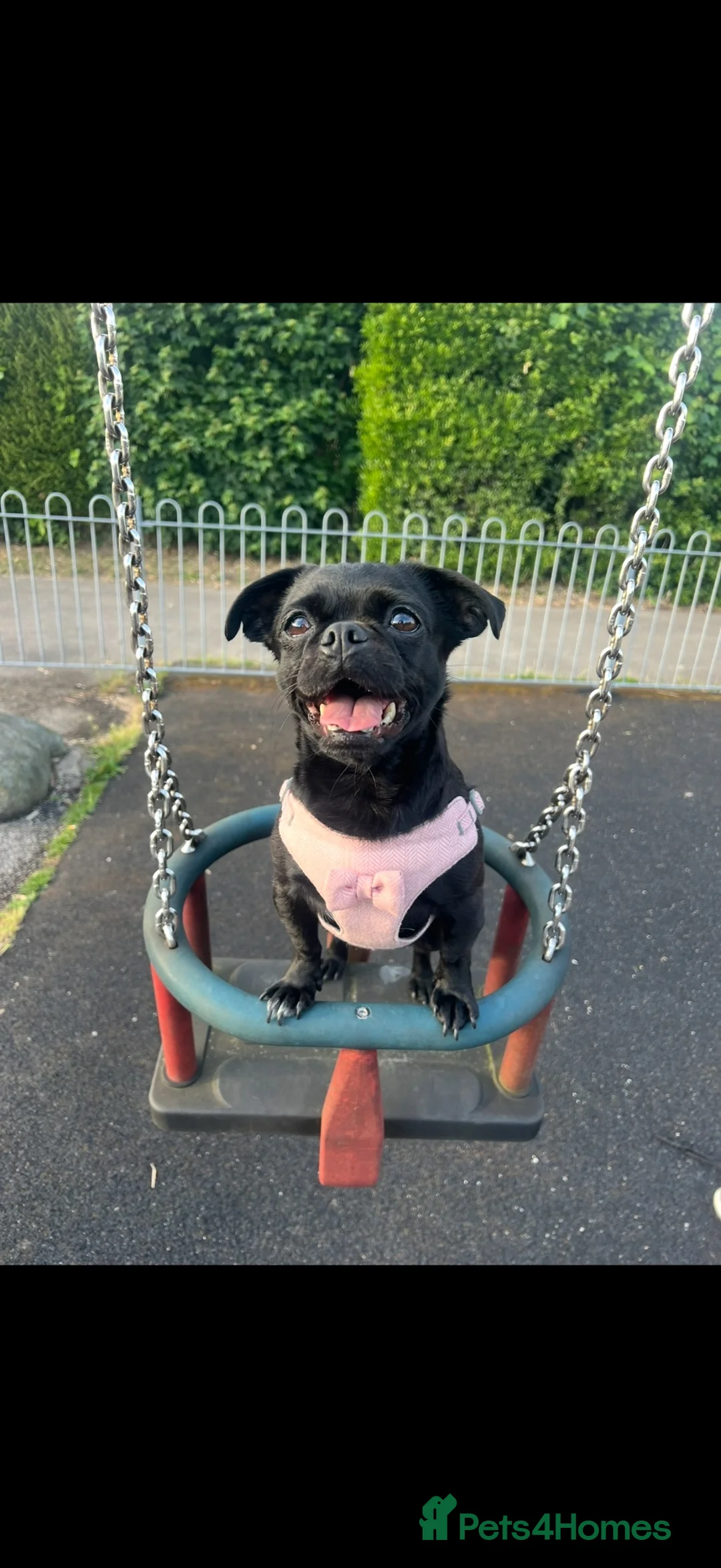 Mixed Breed dogs for sale: 6 year old Pug cross looking for new home in Eastbourne - Advert 7
