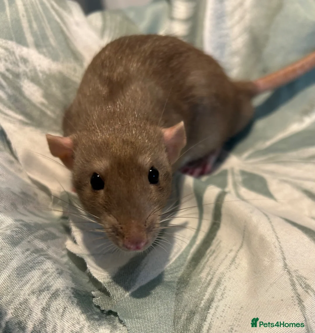 Rat rodents for sale: Baby dumbo rats for sale  - Advert 2