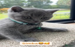 British Shorthair cats for sale: GCCF British Shorthair kittens  - Image 17