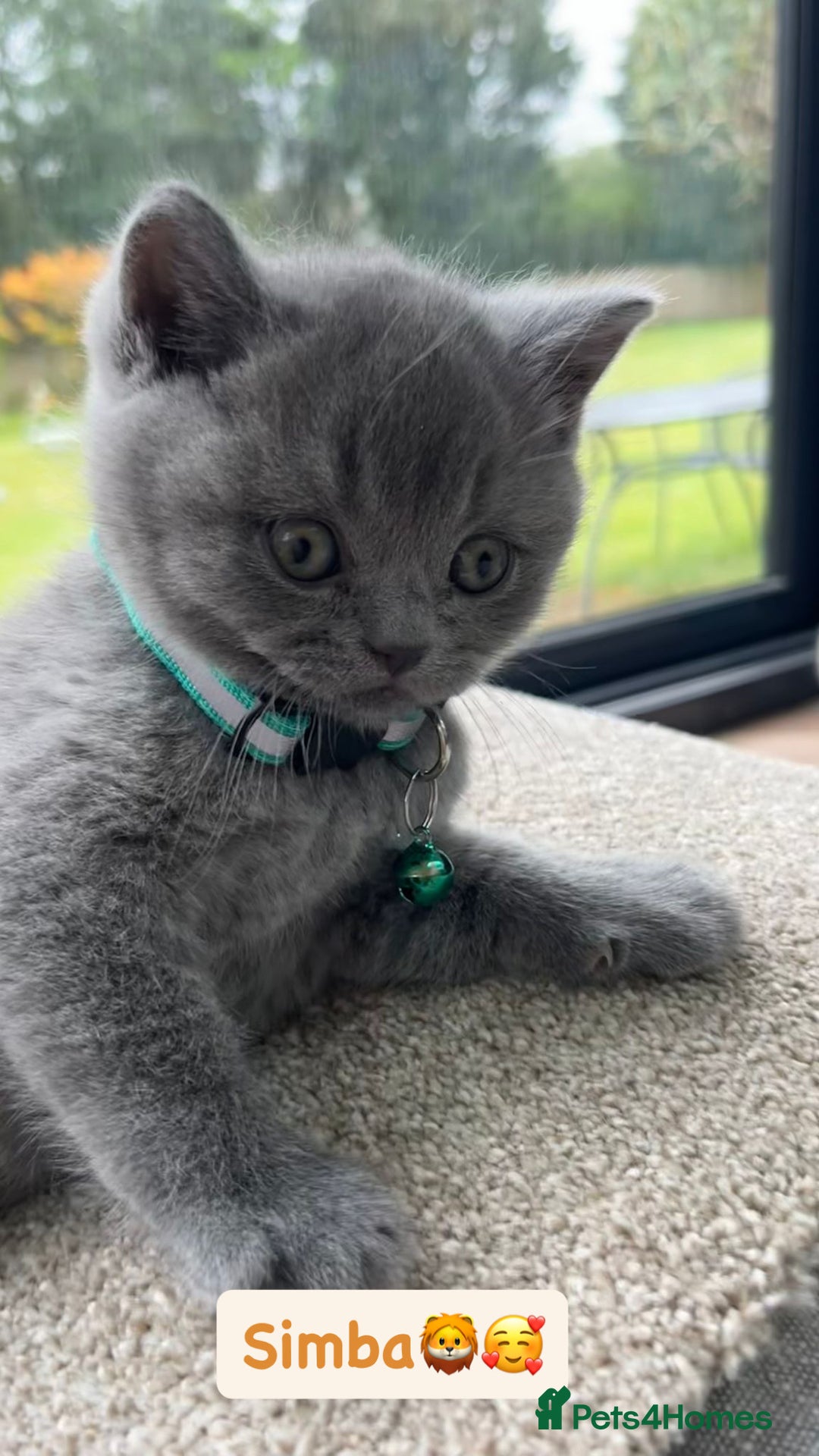 British Shorthair cats for sale: GCCF British Shorthair kittens  - Image 17