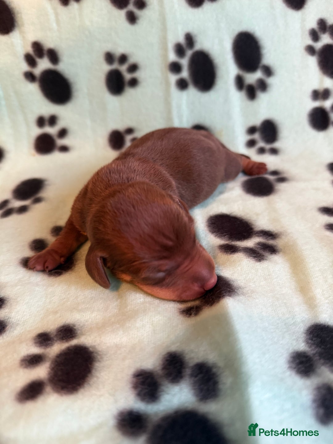 Miniature Dachshund dogs for sale: Kennel Club Mini Dachshunds  - Advert 9