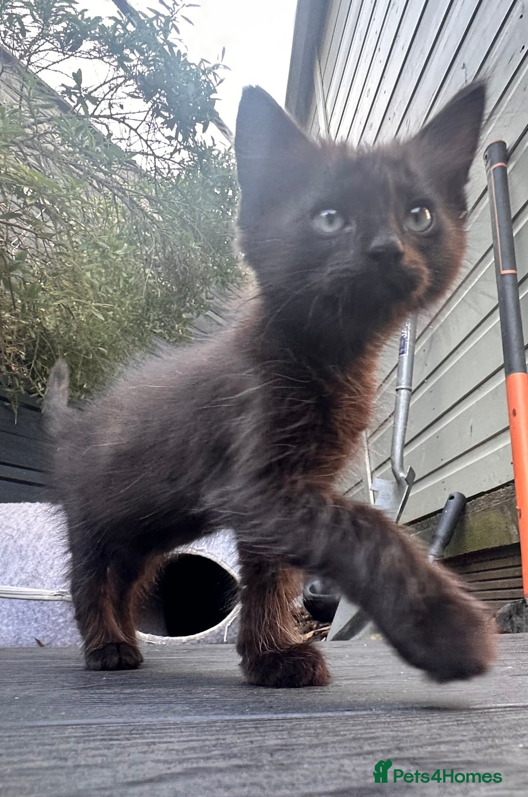 Ragdoll cats for sale: Ragdoll kitten  - Image 8