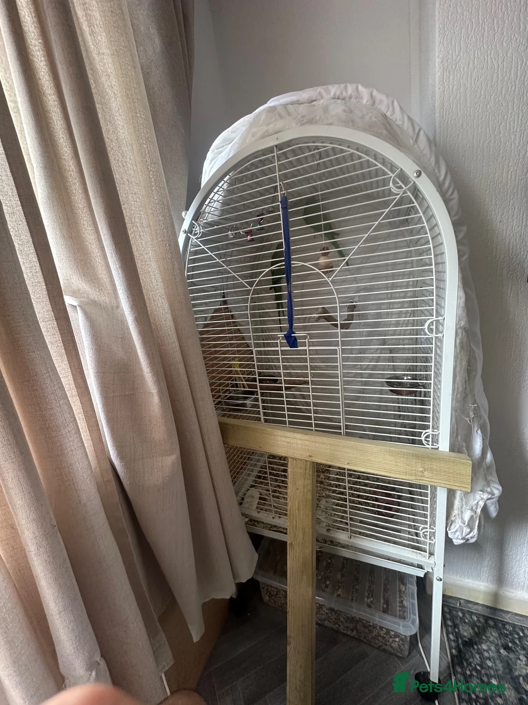 Ringnecks birds for sale: Indian Ringneck Breeding Pair + Complete Setup - Advert 2