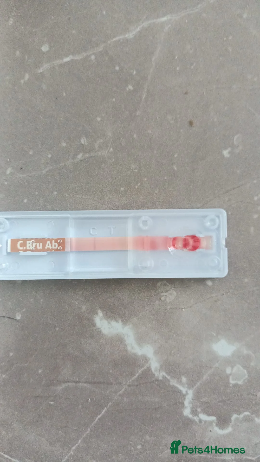 Mixed Breed dogs for adoption: 🐾Meet CHARLIE🐾 - a Lovely Boy for a Loving Home - Advert 18