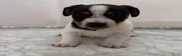 Jack Russell dogs for sale: Bred From Health Tested Parents - Advert 11