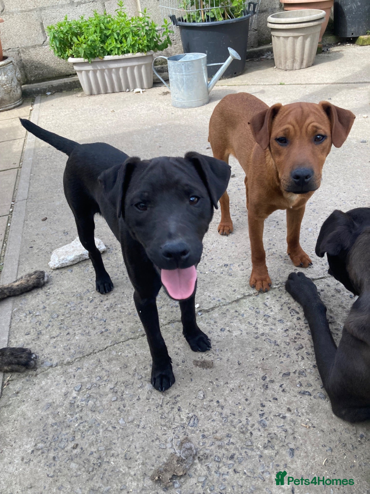 Patterdale Terrier dogs 3 Patterdale dogs… one 8 mths…. Two 6 months  - Advert 1