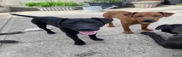 Patterdale Terrier dogs for sale: 3 Patterdale dogs… one 8 mths…. Two 6 months  - Advert 1