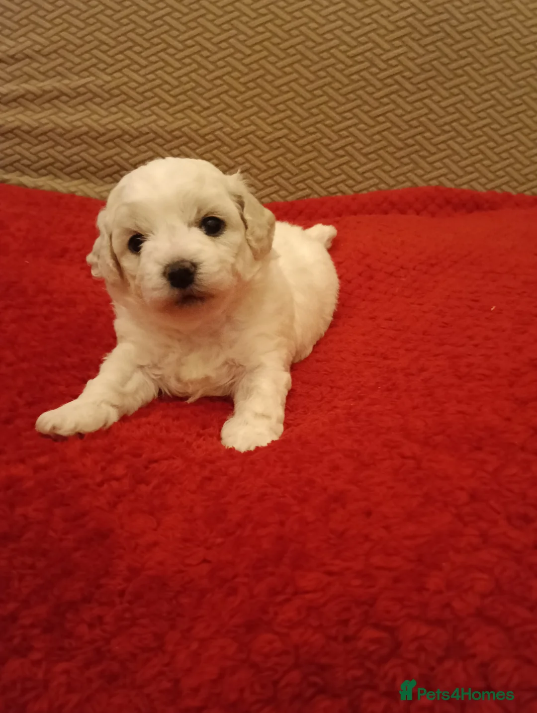 Bichon Frise dogs for sale: Male Bichon Friese  - Advert 2