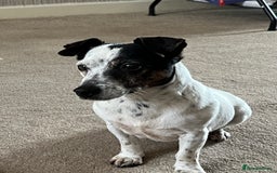 Jack Russell dogs for sale: Bonnie - Advert 2