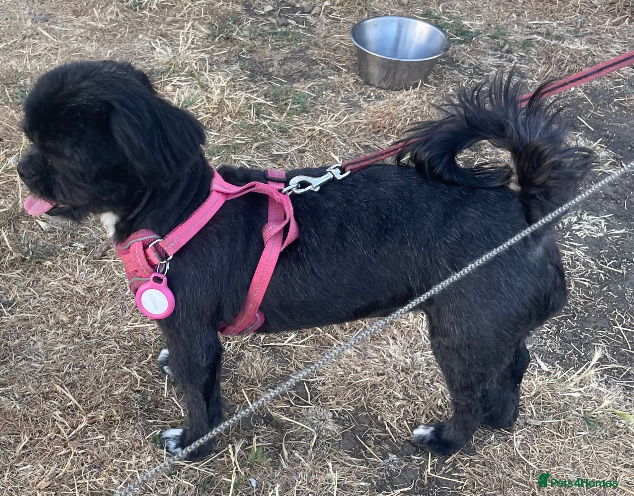 Shih Tzu dogs Red collar - Advert 1