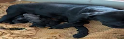 Cane Corso dogs for sale: Cane corso puppies - Advert 21