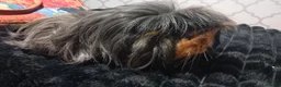Guinea Pig rodents for sale: Two female guinea pigs - Advert 4