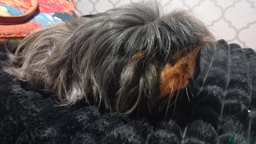 Guinea Pig rodents for sale: Two female guinea pigs - Advert 4