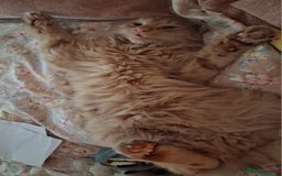 British Longhair cats for sale: Long/medium hair ginger male  - Image 3