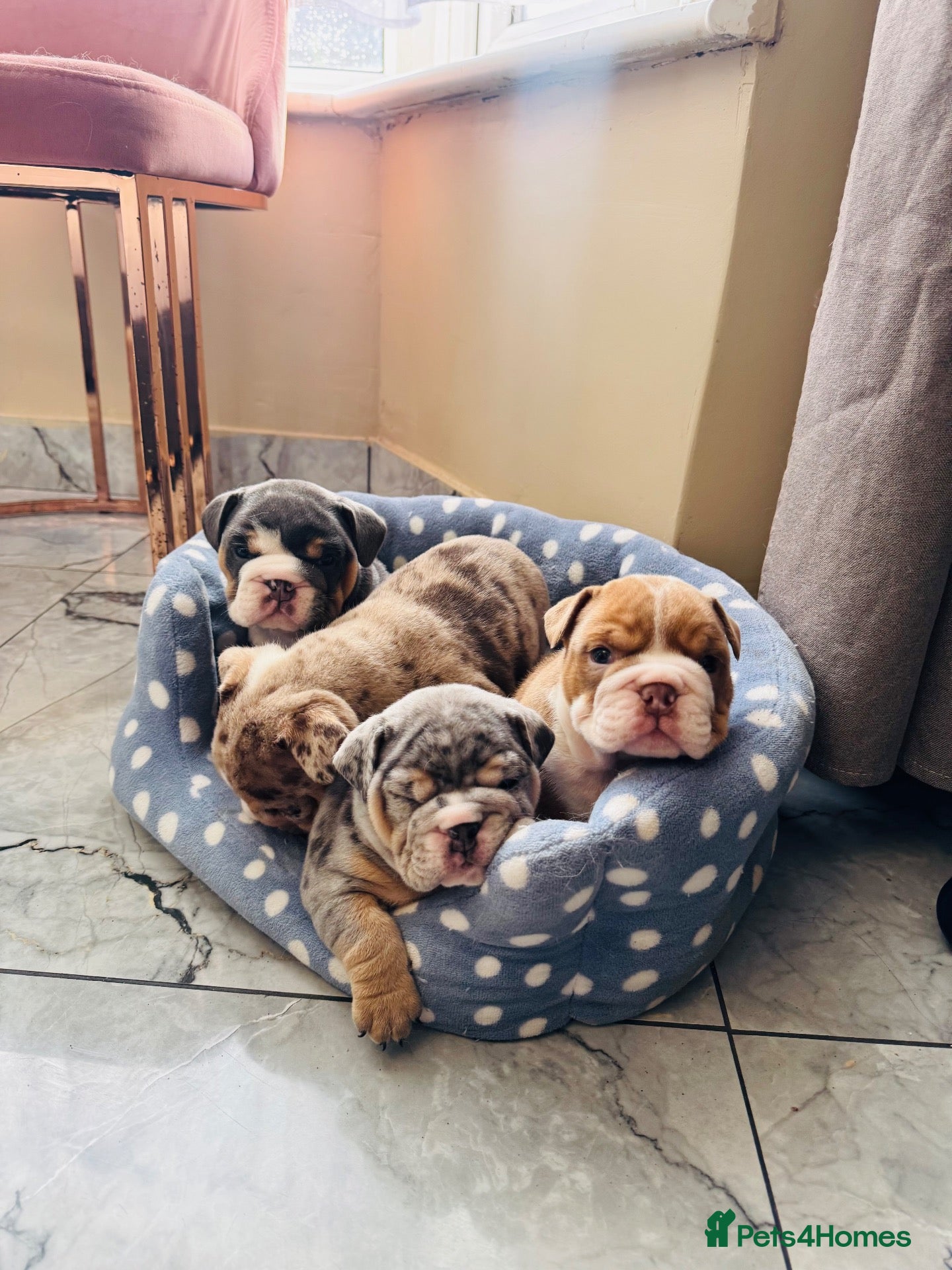 English Bulldog dogs 🐾 Stunning Pedigree EB puppies Top Rare Shades 🐾 - Advert 1