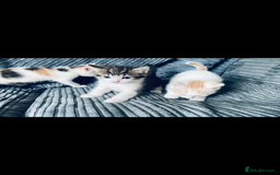 Mixed Breed cats for sale: 8 Adorable Kittens  - Image 15