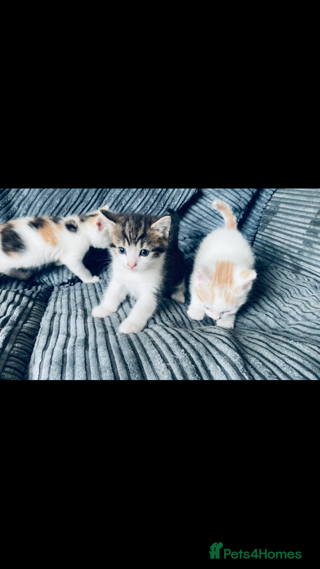 Mixed Breed cats for sale: 8 Adorable Kittens  - Image 15