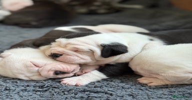 Mixed Breed dogs - Advert 4