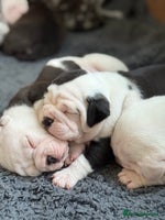 Mixed Breed dogs - Advert 3