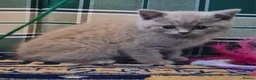 British Shorthair cats for sale: GORGEOUS LILAC BRITISH SHORTHAIR KITTENS - Advert 18