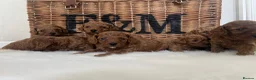 Cavapoo dogs for sale: Stunning deep red TOY cavapoo pups - Advert 34