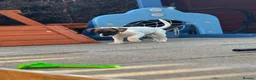 Mixed Breed dogs for sale: 2 male Whippet/French Bulldog puppies for sale.  in Kilmarnock - Advert 4