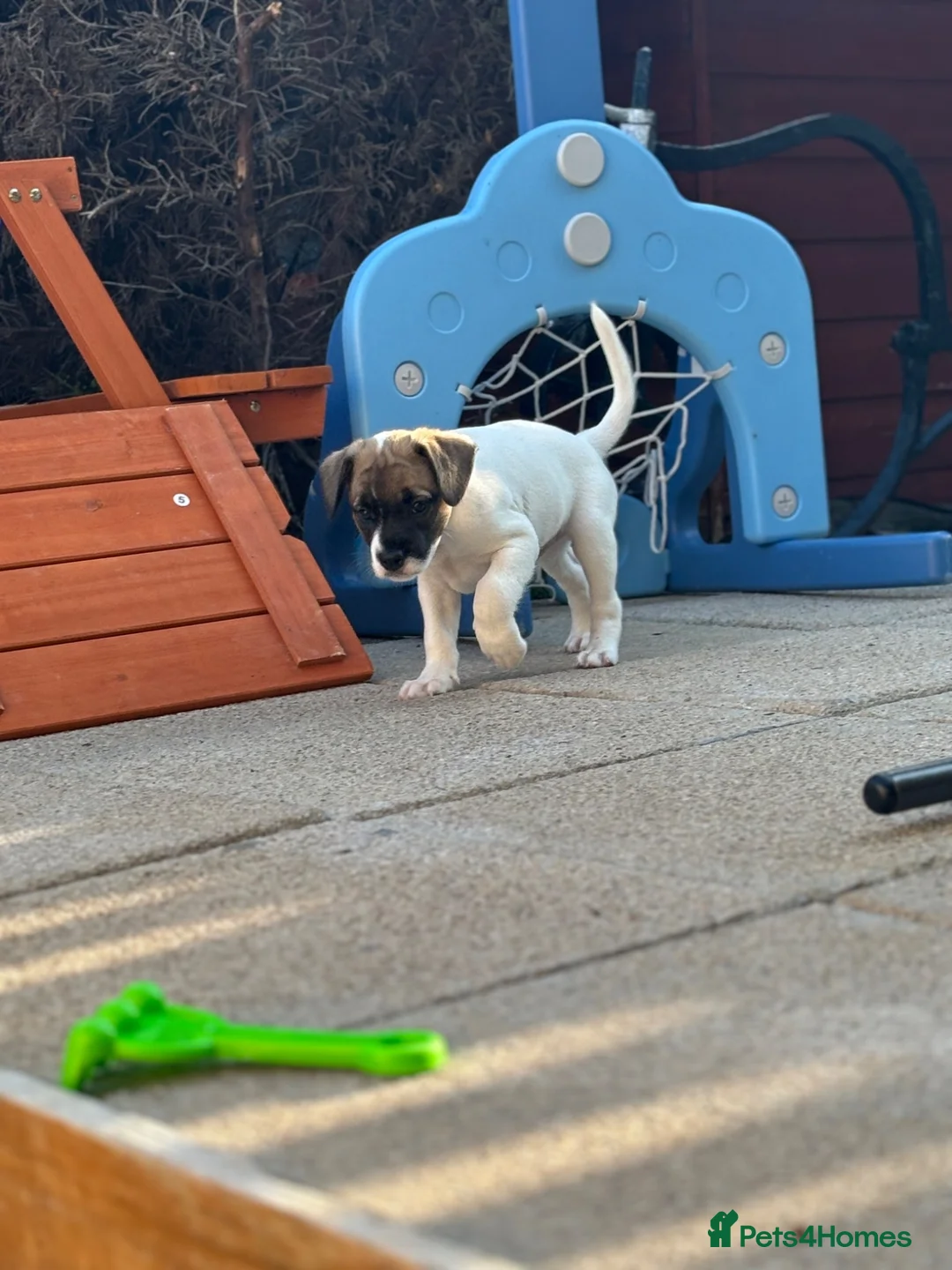 Mixed Breed dogs for sale: 2 male Whippet/French Bulldog puppies for sale.  in Kilmarnock - Advert 4
