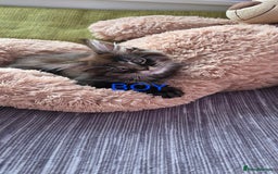 Maine Coon cats for sale: PURE BREED MAINE COONS KITTENS  - Image 6
