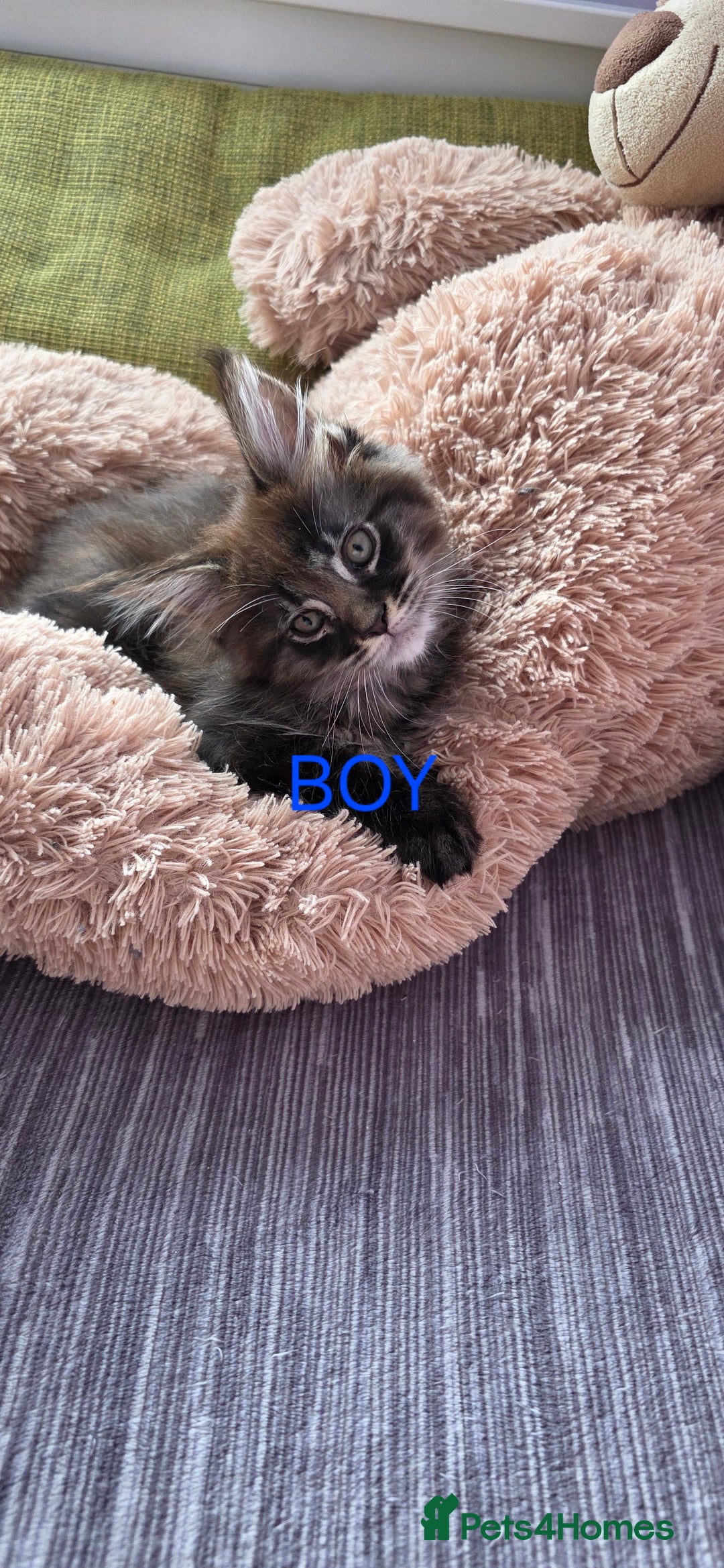 Maine Coon cats for sale: PURE BREED MAINE COONS KITTENS  - Image 6