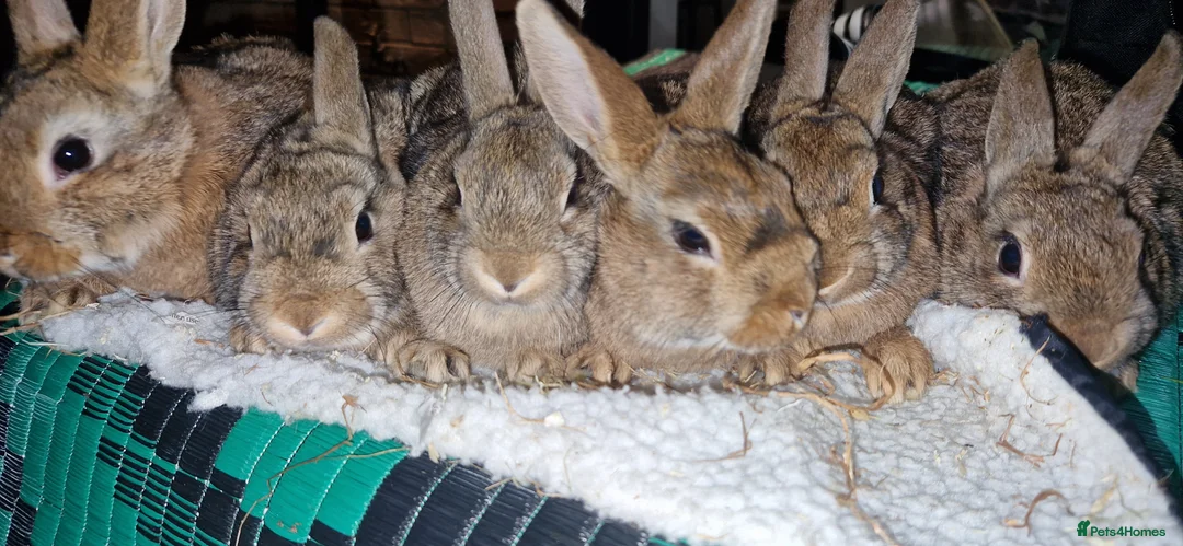 Mixed Breed rabbits for sale:   6 Gorgeous Ginger Male Bunnies for Sale 🐰 - Advert 15