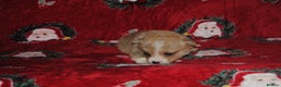 Welsh Corgi Pembroke dogs for sale: Welsh Pembroke Corgi Puppies - Girls Available - Advert 12