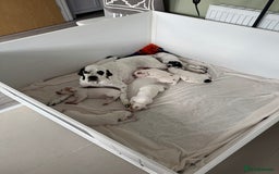 Pointer dogs for sale: Beautiful well bred pointer puppies - Image 7