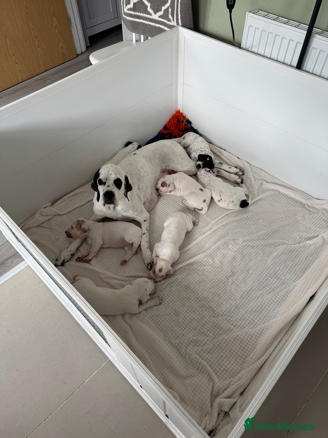 Pointer dogs for sale: Beautiful well bred pointer puppies - Image 7